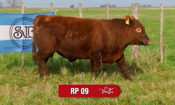 LOTE 06 - RP. 9