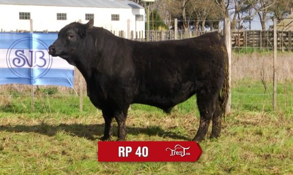 LOTE 07 - RP. 40