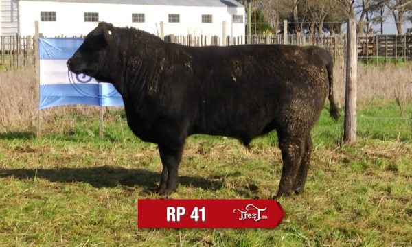 LOTE 07 - RP. 41