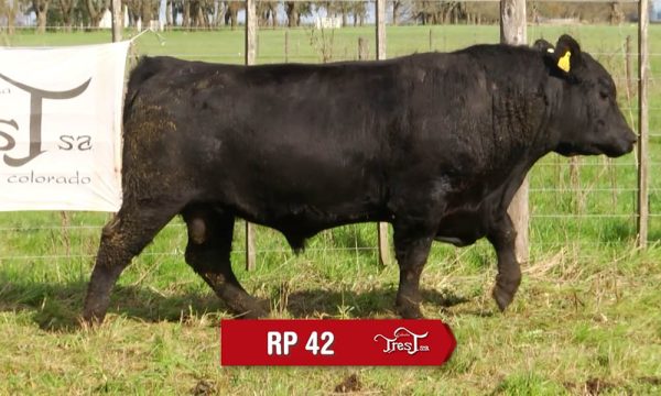 LOTE 07 - RP. 42