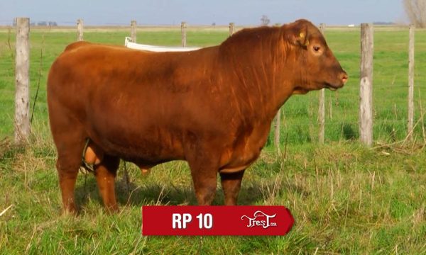 LOTE 08 - RP. 10