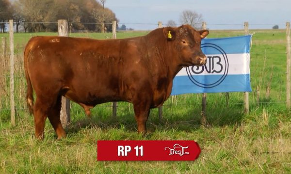 LOTE 08 - RP. 11