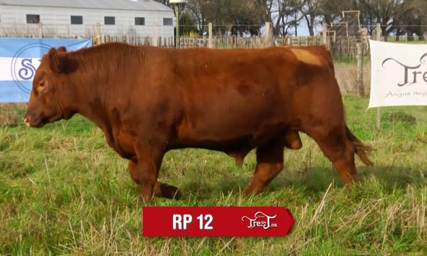 LOTE 08 - RP. 12