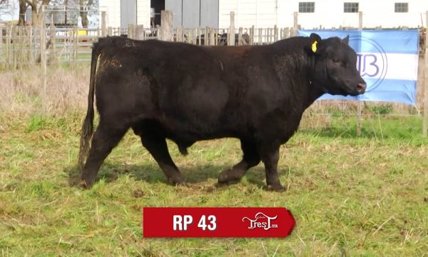 LOTE 09 - RP. 43