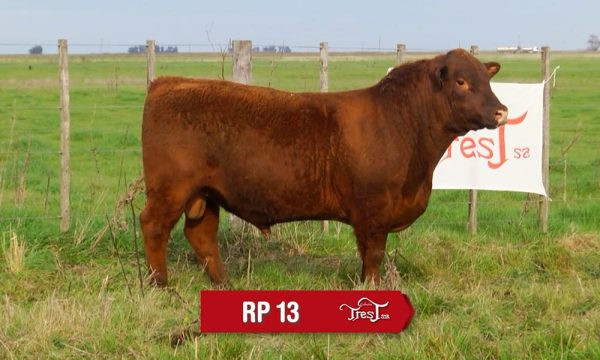 LOTE 10 - RP. 13