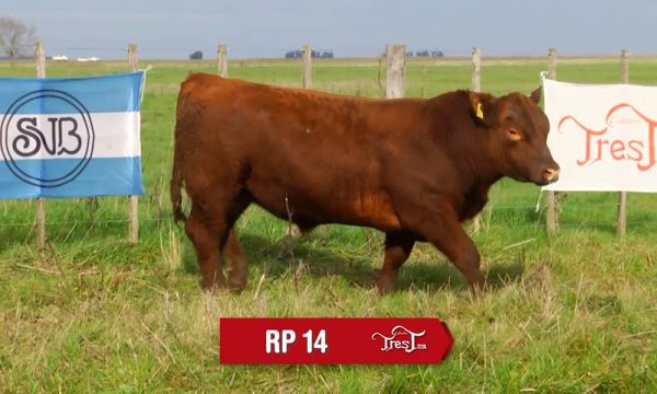 LOTE 10 - RP. 14
