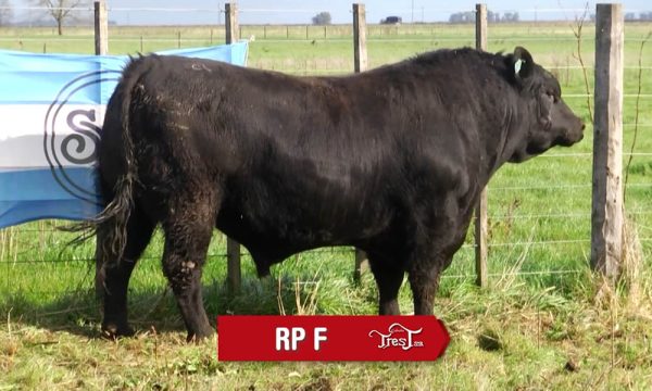 LOTE 11 - RP. F