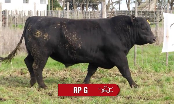 LOTE 11 - RP. G