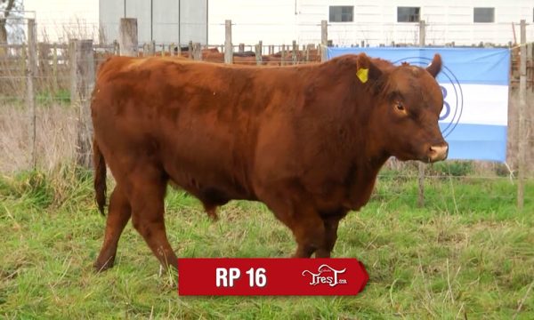 LOTE 12 - RP. 16