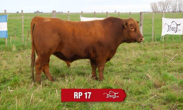 LOTE 12 - RP. 17