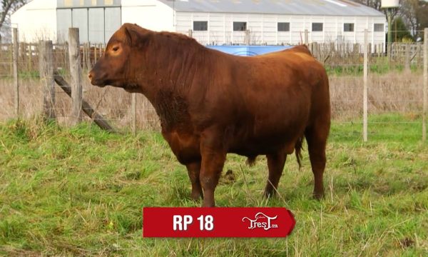 LOTE 12 - RP. 18