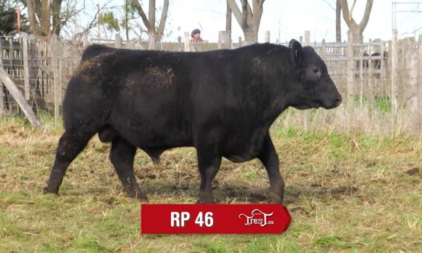 LOTE 13 - RP. 46