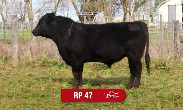 LOTE 13 - RP. 47