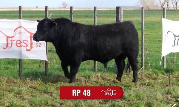 LOTE 13 - RP. 48