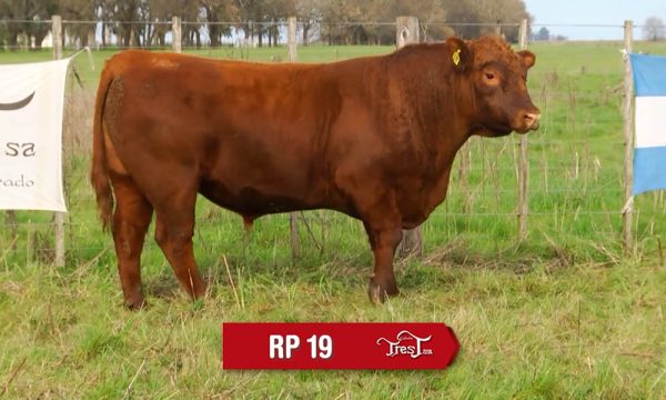 LOTE 14 - RP. 19