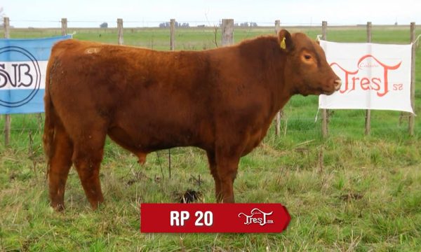 LOTE 14 - RP. 20