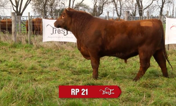 LOTE 14 - RP. 21