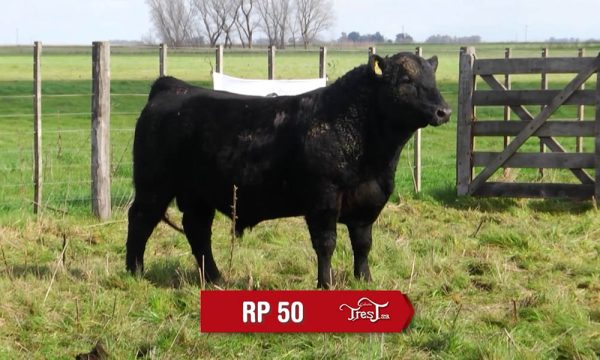 LOTE 15 - RP. 50