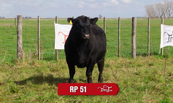 LOTE 15 - RP. 51