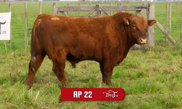 LOTE 16 - RP. 22