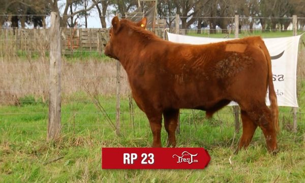 LOTE 16 - RP. 23