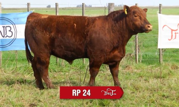 LOTE 16 - RP. 24