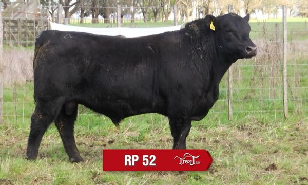 LOTE 17 - RP. 52