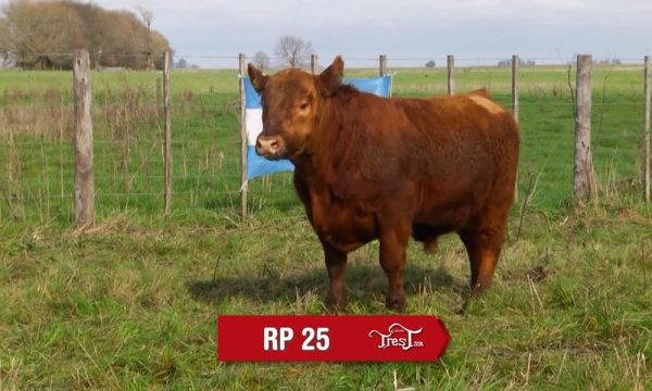 LOTE 18 - RP. 25