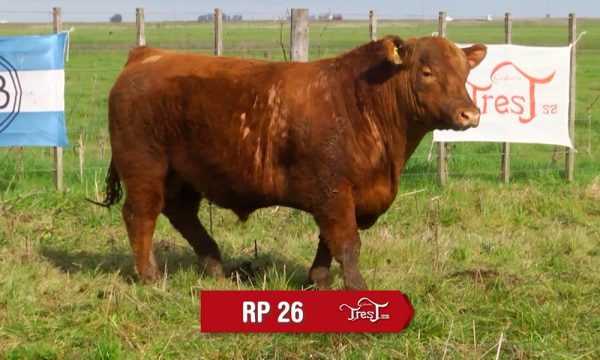 LOTE 18 - RP. 26