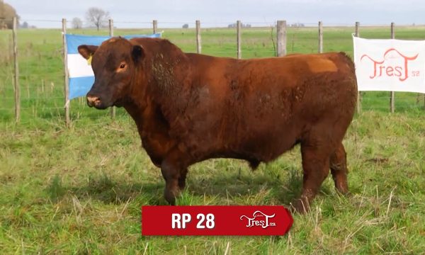 LOTE 20 - RP. 28