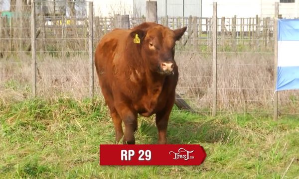 LOTE 20 - RP. 29