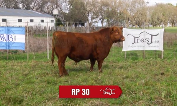 LOTE 20 - RP. 30