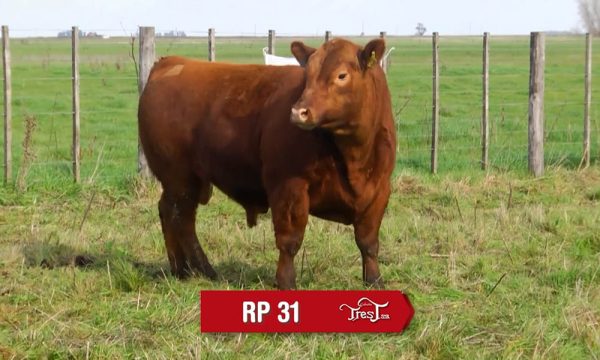 LOTE 22 - RP. 31