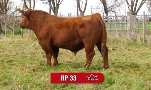 LOTE 22 - RP. 33