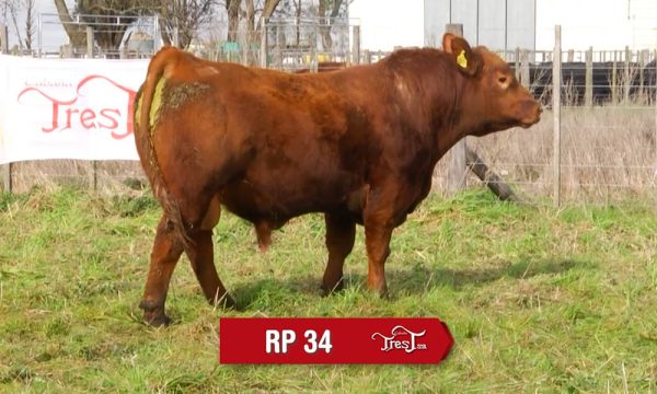 LOTE 24 - RP. 34