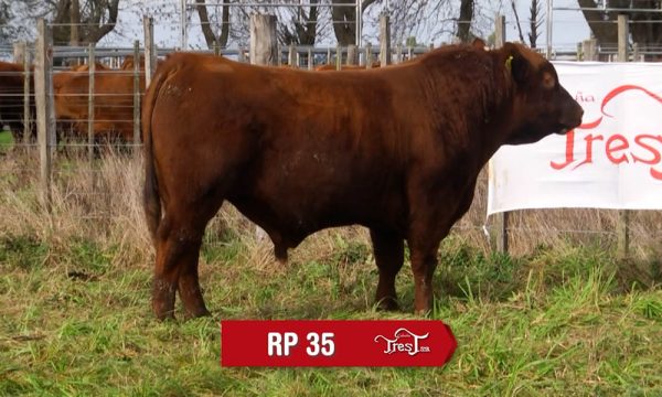 LOTE 24 - RP. 35
