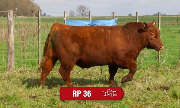 LOTE 24 - RP. 36