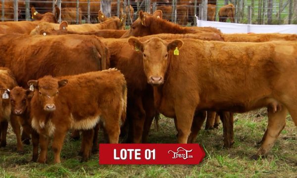 LOTE 1 - 9 VAQUILLONAS PC CON CRIA