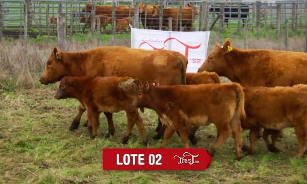 LOTE 2 - 8 VAQUILLONAS PC CON CRIA