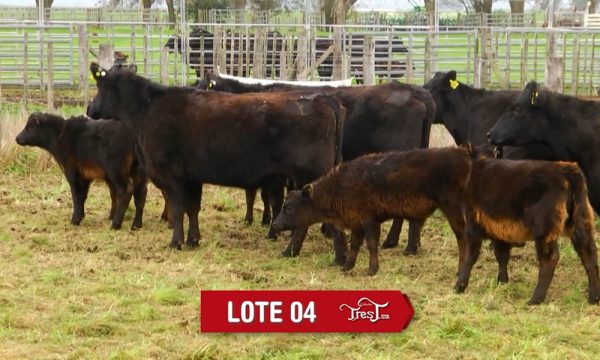 LOTE 4 - 7 VAQUILLONAS PC CON CRIA