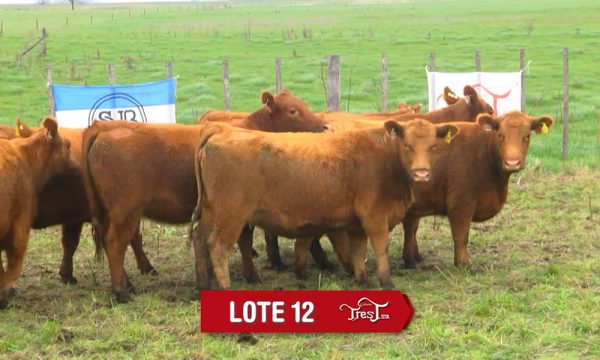 LOTE 12 - 9 VAQUILLONAS PC PREÑADAS