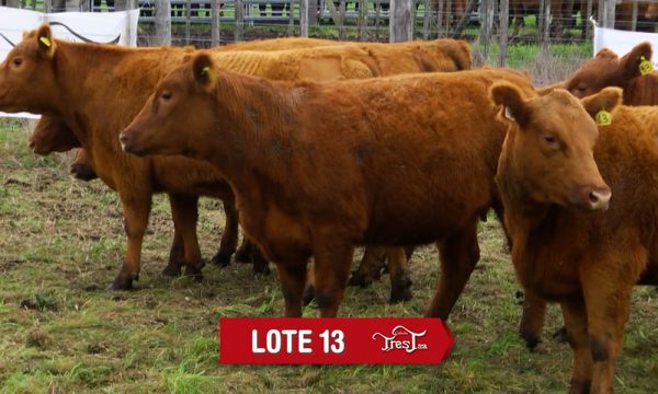 LOTE 13 - 9 VAQUILLONAS PC PREÑADAS