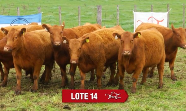LOTE 14 - 9 VAQUILLONAS PC PREÑADAS