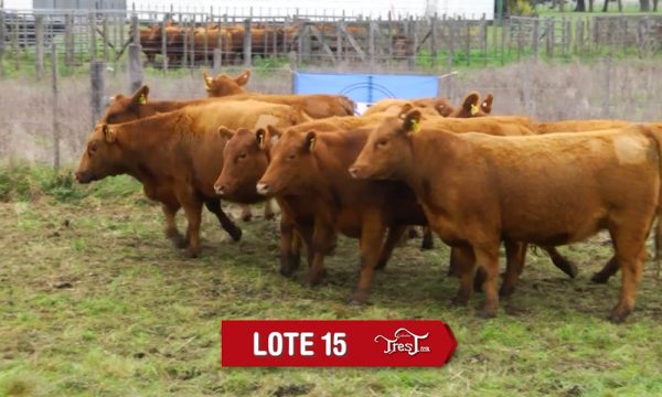 LOTE 15 - 9 VAQUILLONAS PC PREÑADAS