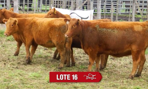 LOTE 16 - 9 VAQUILLONAS PC PREÑADAS