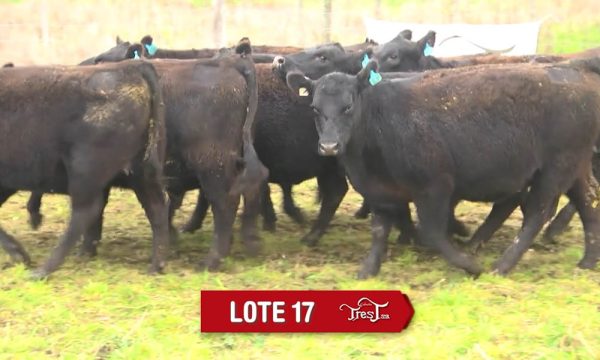 LOTE 17 - 9 VAQUILLONAS PC PREÑADAS
