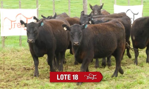 LOTE 18 - 10 VAQUILLONAS PC PREÑADAS