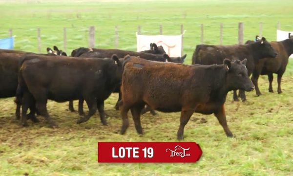 LOTE 19 - 10 VAQUILLONAS PC PREÑADAS