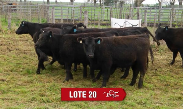 LOTE 20 - 10 VAQUILLONAS PC PREÑADAS
