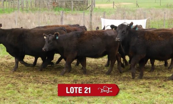 LOTE 21 - 10 VAQUILLONAS PC PREÑADAS
